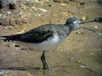 Skogssnppa Green Sandpiper Tringa ochropus