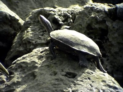 Caspian Turtle  Mauremys caspica