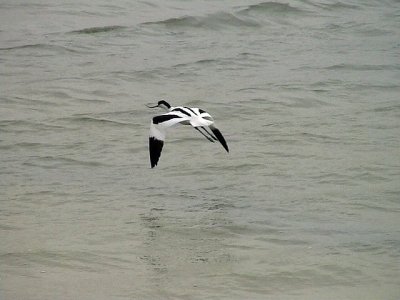 Skrflcka Pied Avocet Recurvirostra avosetta