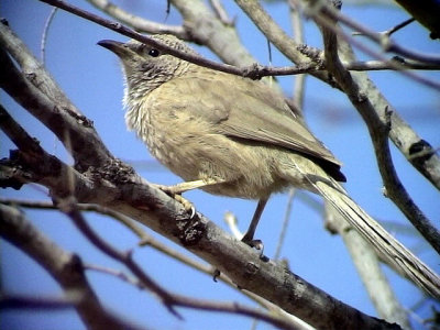 Arabskriktrast Arabian Babbler Turdoides squamiceps