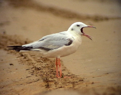 Lngnbbad ms  Slender-billed Gull Chroicocephalus genei