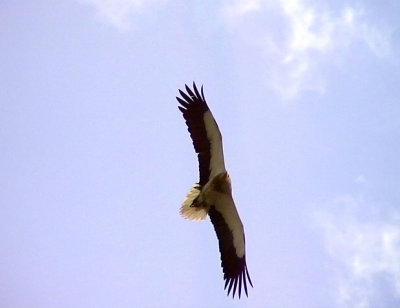 Smutsgam Egyptian Vulture Neophron percnopterus