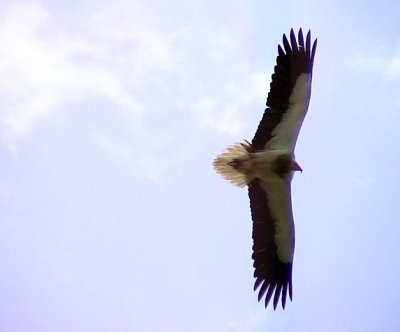 Smutsgam Egyptian Vulture Neophron percnopterus percnopterus