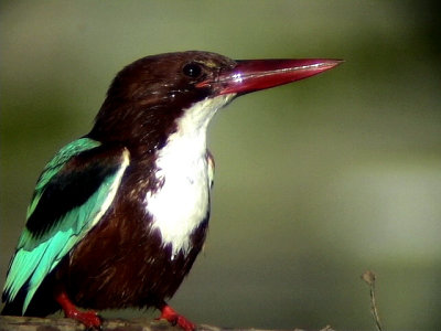 Smyrnakungsfiskare White-throated Kingfisher Halcyon smyrnensis