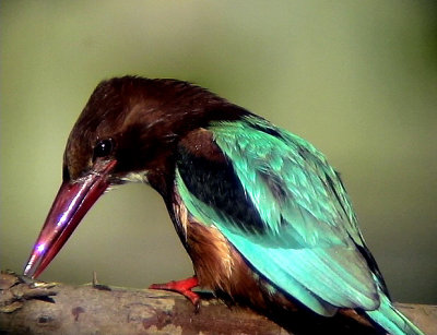 Smyrnakungsfiskare White-throated Kingfisher Halcyon smyrnensis