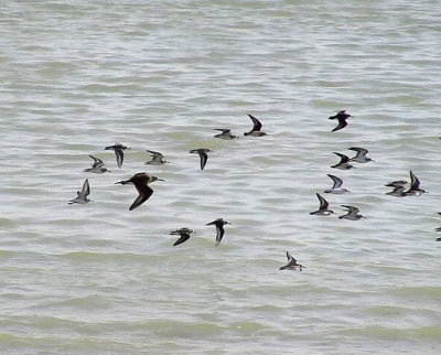 Smsnppa Little Stint Calidris minuta