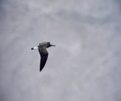 Vitgd ms  White-eyed Gull Ichthyaetus leucophthalmus