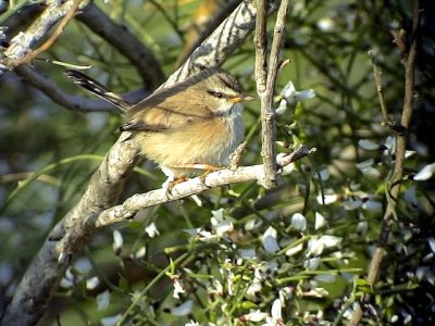 Snrsngare Scrub Warbler Scotocerca inquieta