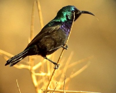 Palestina solfgel Palestine Sunbird Nectarinia osea