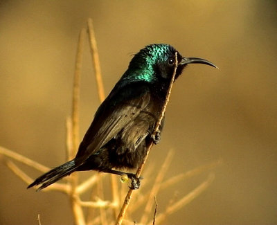 Palestina solfgel Palestine Sunbird Nectarinia osea(male)