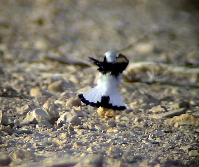 Sorgstenskvtta Mourning Wheatear Oenanthe lugens