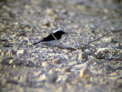 Sorgstenskvtta Mourning Wheatear Oenanthe lugens