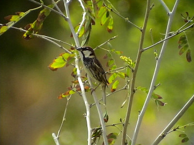 Spansk sparv Spanish Sparrow Passer hispaniolensis