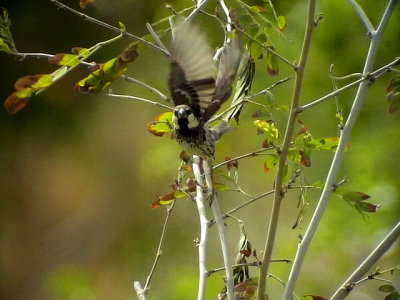 Spansk sparv Spanish Sparrow Passer hispaniolensis