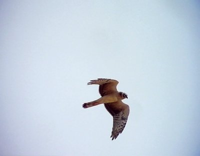 Stpphk Pallid Harrier Circus macrourus