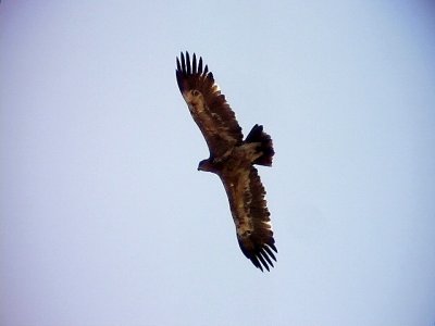 Stpprn Steppe Eagle Aquila nipalensis