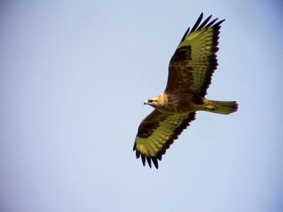 Stppvrk  Steppe Buzzard  Buteo buteo vulpinus