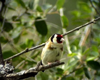 Steglits European Goldfinch Carduelis carduelis