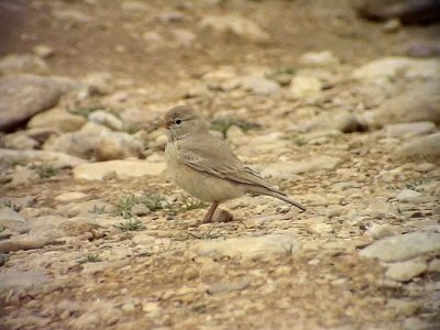 Stenkenlrka Desert Lark Ammomanes deserti