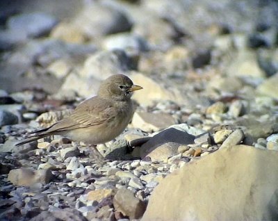 Stenkenlrka Desert Lark Ammomanes deserti