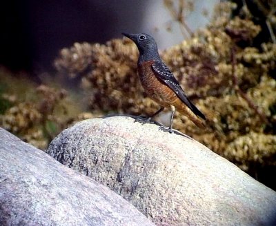 Stentrast Rufous-tailed Rock-Thrush Monticola saxatilis