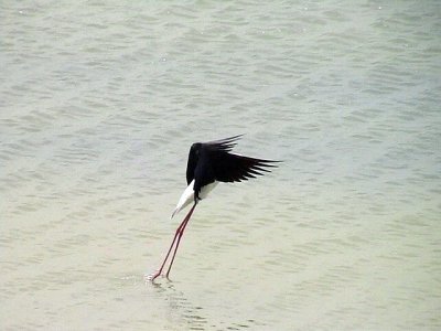 Styltlpare Black-winged Stilt Himantopus himantopus