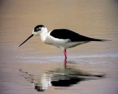 Styltlpare Black-winged Stilt Himantopus himantopus