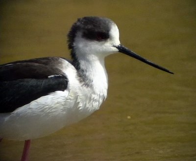 Styltlpare Black-winged Stilt Himantopus himantopus