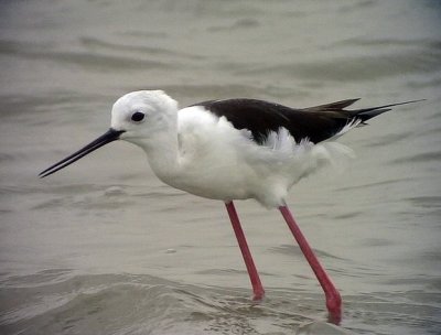 Styltlpare Black-winged Stilt Himantopus himantopus