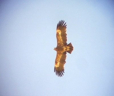 Stpprn Steppe Eagle Aquila nipalensis