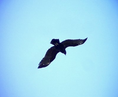 Strre skrikrn  Greater Spotted  Eagle Aquila clanga