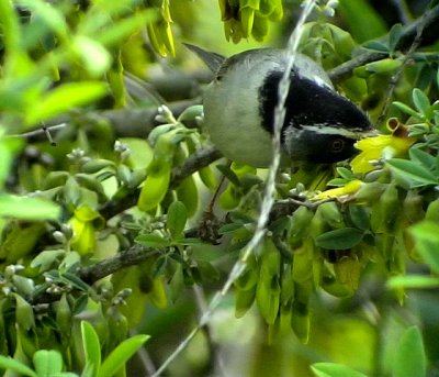 Svarthakad sngare  Rppell's Warbler Sylvia rueppelli