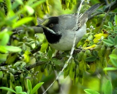 Svarthakad sngare Rppell's Warbler Sylvia rueppelli