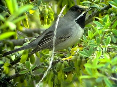 Svarthakad sngare Rppell's Warbler Sylvia rueppelli