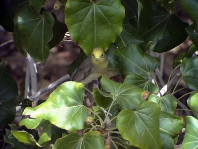 Svarthtta Blackcap  Sylvia atricapilla