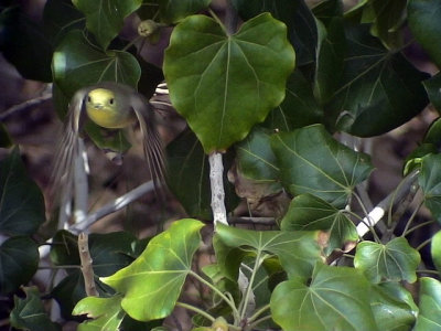 Svarthtta Blackcap  Sylvia atricapilla