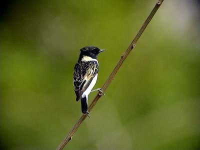  Svarthakad buskskvtta Stonechat Saxicola torquata