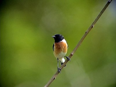  Svarthakad buskskvtta Stonechat Saxicola torquata