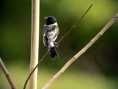  Vitgumpad buskskvtta   Siberian Stonechat  Saxicola maura