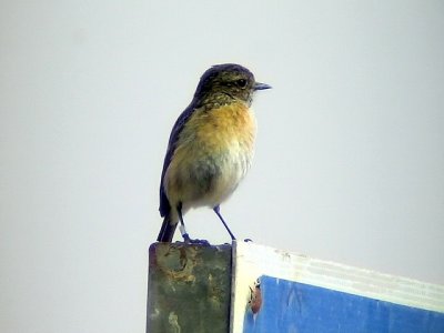  Svarthakad buskskvtta Stonechat Saxicola torquata