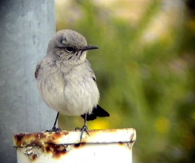 Svartstjrt Blackstart  Cercomela melanura