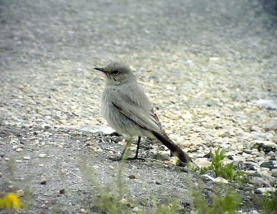 Svartstjrt Blackstart  Cercomela melanura