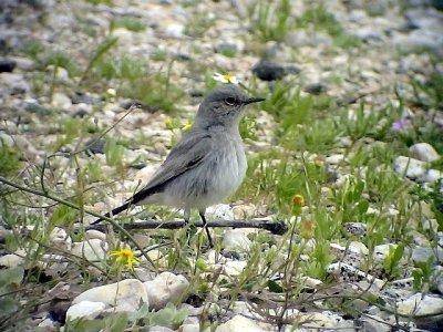 Svartstjrt Blackstart  Cercomela melanura