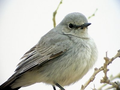 Svartstjrt Blackstart  Cercomela melanura