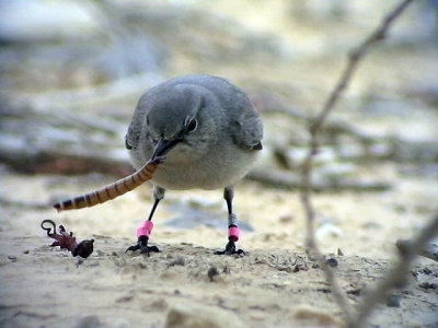 Svartstjrt Blackstart  Cercomela melanura