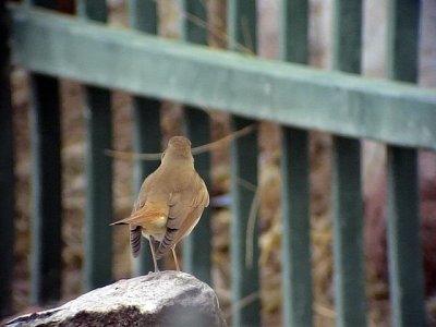 Sydnktergal Common Nightingale Luscinia megarhynchos