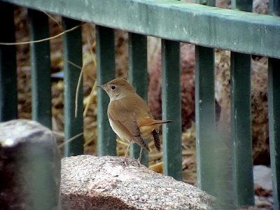 Sydnktergal Common Nightingale Luscinia megarhynchos