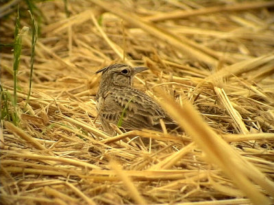 Tofslrka Crested Lark Galerida cristata