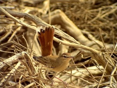 Trdnktergal Rufous Bush Robin Cercotrichas galactotes