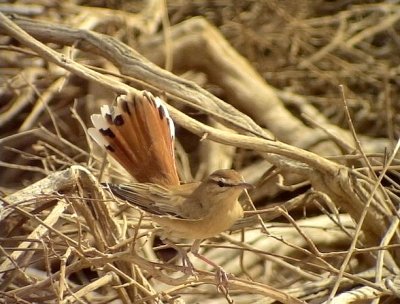 Trdnktergal Rufous Bush Robin Cercotrichas galactotes